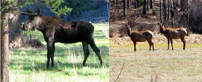 elk and moose in lake city colorado rene agredano