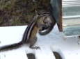 Chipmunk mother trying to get babies into an RV bumper