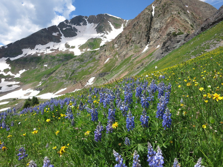 Experience wildflower mania in Crested Butte