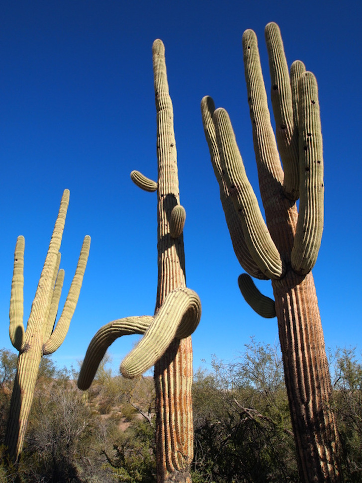 Giant cactus all around