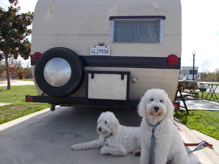 Dogs behind a vintage Kenskill camper