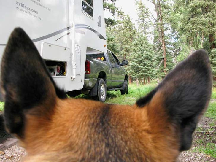 How to travel in an RV with pets