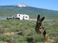 Traveling in an RV with a dog