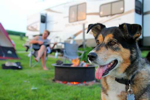 What to do with your dog while camping?