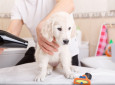 Keeping a dog well groomed can make RV travel more enjoyable for everyone