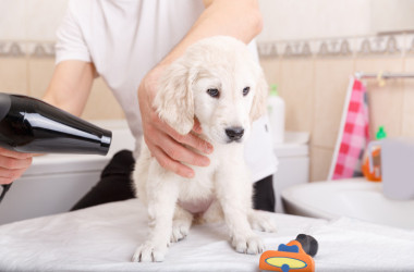 Keeping a dog well groomed can make RV travel more enjoyable for everyone