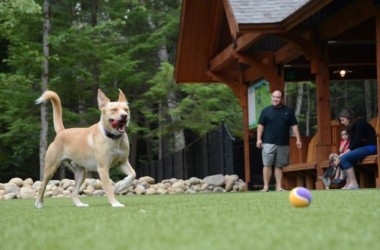 A dog plays at the bark park at the Lake George RV park