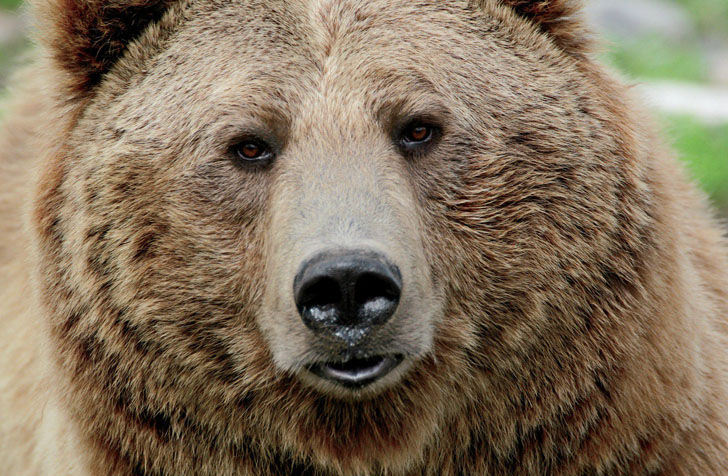 grizzly head
