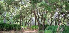 Florida State Forests