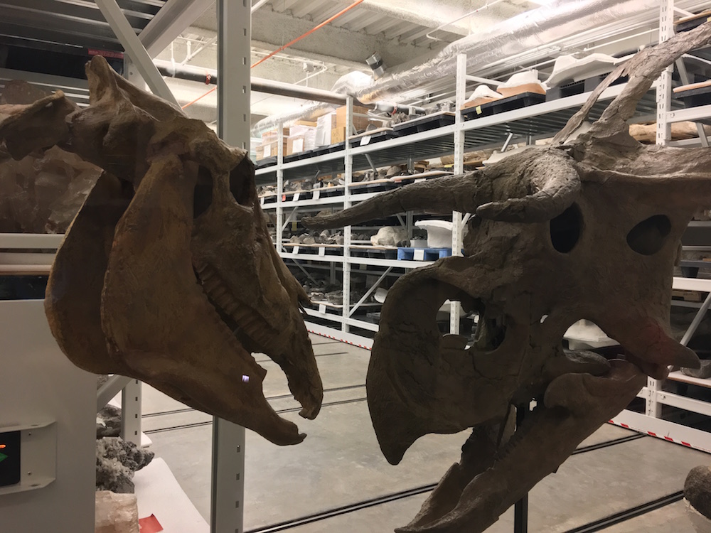 Paleo Prep Lab - Natural History Museum of Utah