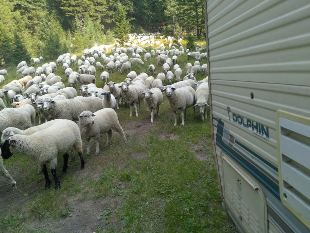 fulltime-rving-spontaneous-sheep