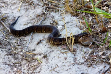 Water Moccasin