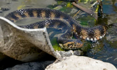 water snake danger