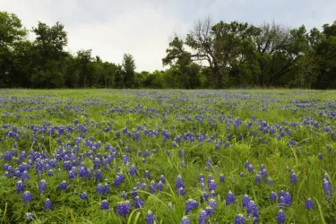 visit Cleburne Texas bluebonnets