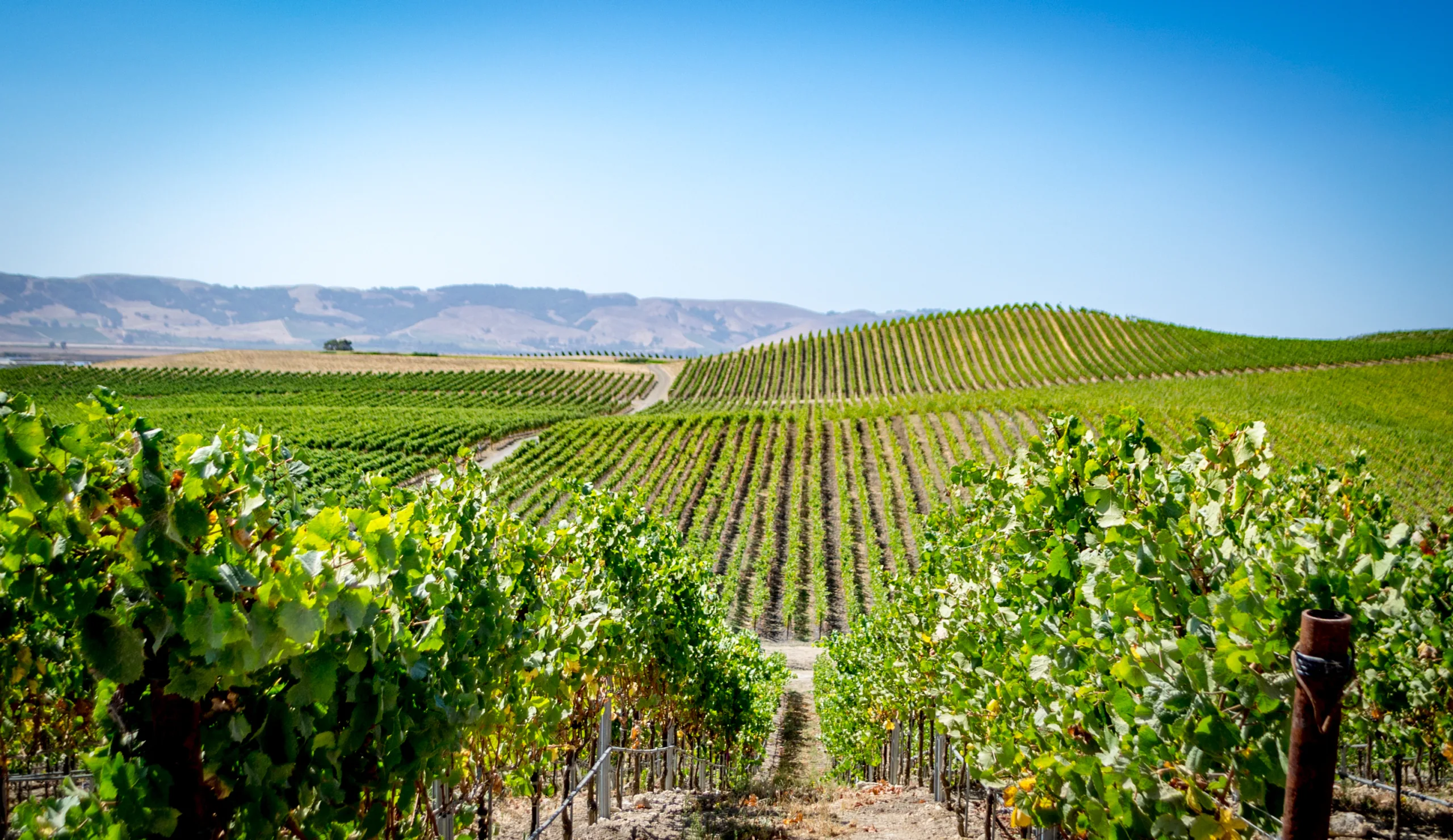 napa valley vineyard in California