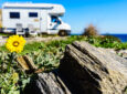 A flower in the foreground, an RV in the background.