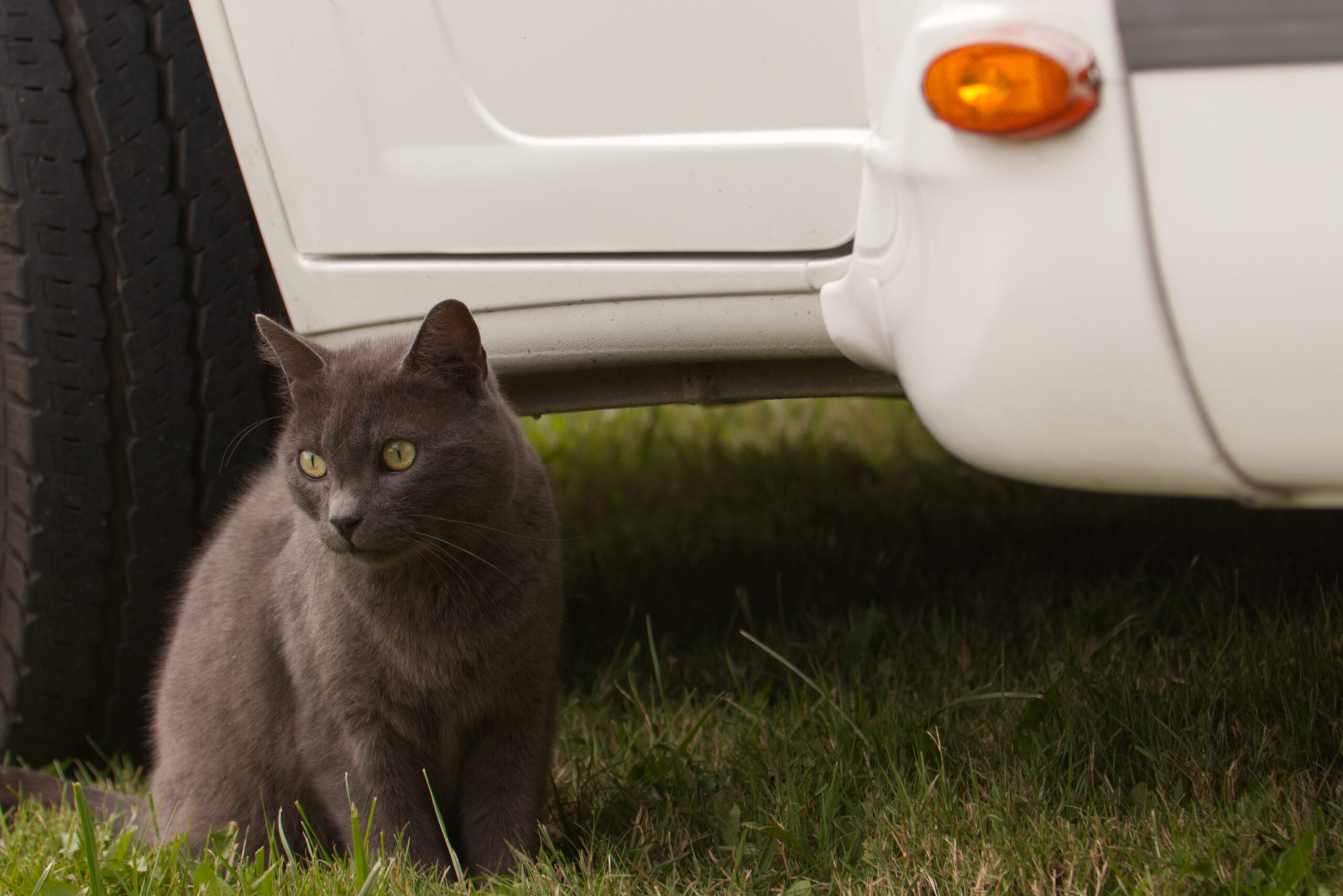 cat outside of RV by wheel - feature image for how to keep cats from escaping RV life
