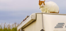 cat on roof of RV - feature image for how to keep cats from escaping RV