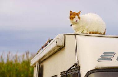 cat on roof of RV - feature image for how to keep cats from escaping RV