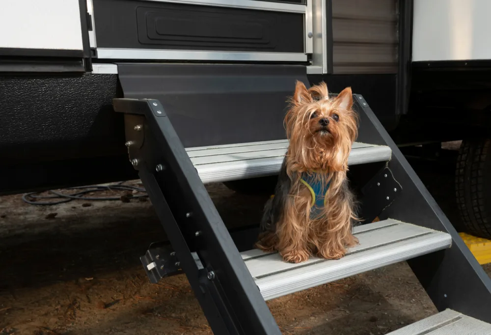 dog outside RV, feature image for easy RV mods for pets