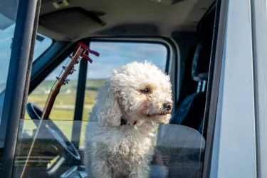 dog out of window, feature image for easy RV mods for pets