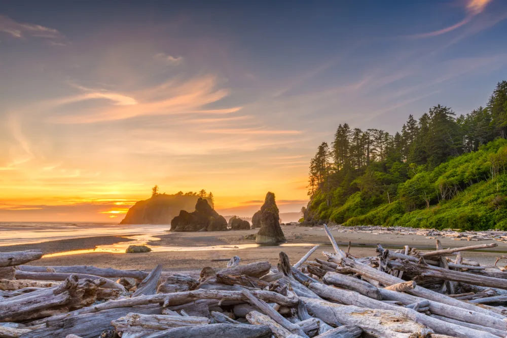 Olympic National Park beach with driftwood