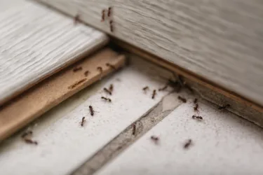 ants on floor, image for ant killer