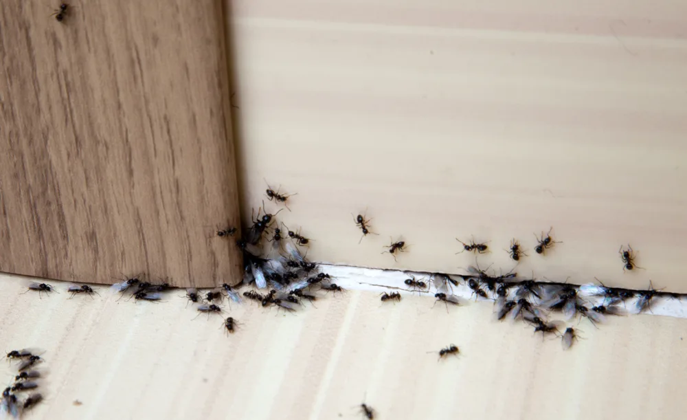 ants in RV, image for ant killer