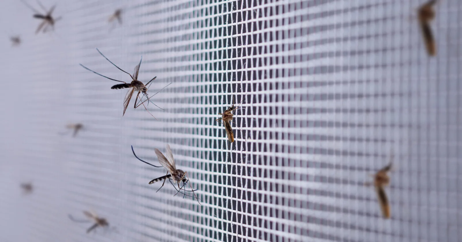 many mosquitoes on insect net wire screen close up on window as part of RV insect prevention