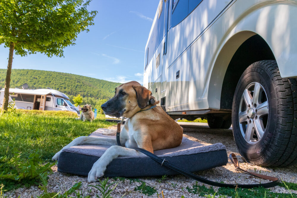 dogs in front of RV, image for RV mods for dog owners