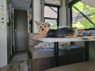 dogs in front of RV, image for RV mods for dog owners