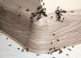 ants on baseboard (Image: Shutterstock)