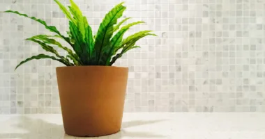 Green plant in the bright kitchen with RV backsplash tile decor.