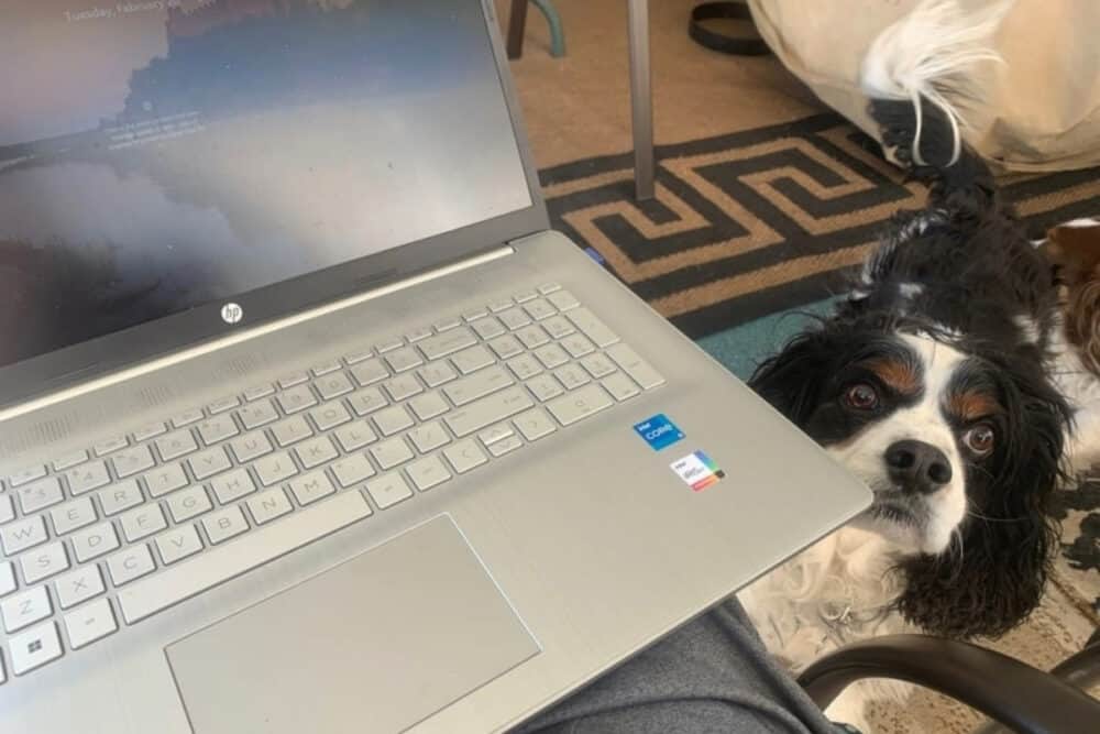 dog looking up at laptop user